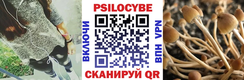 Псилоцибиновые грибы Psilocybe Александровск